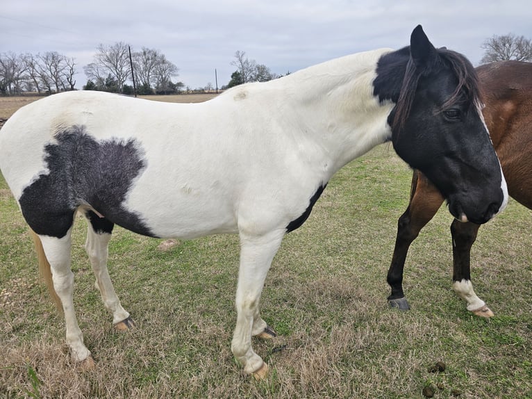 Paint Horse Castrone 12 Anni 142 cm Morello in Teague, TX