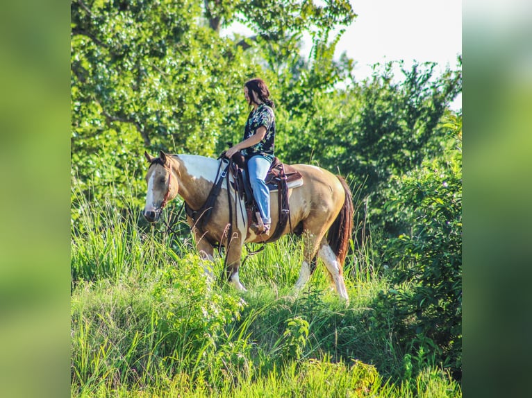 Paint Horse Castrone 12 Anni 147 cm Pelle di daino in Willis Point TX