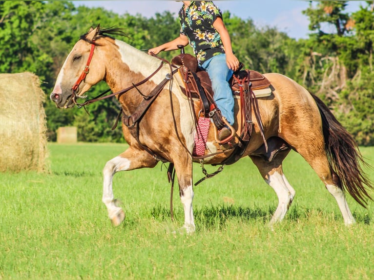 Paint Horse Castrone 12 Anni 147 cm Pelle di daino in Willis Point TX