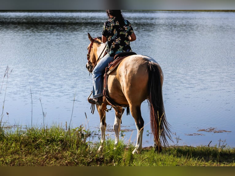 Paint Horse Castrone 12 Anni 147 cm Pelle di daino in Willis Point TX