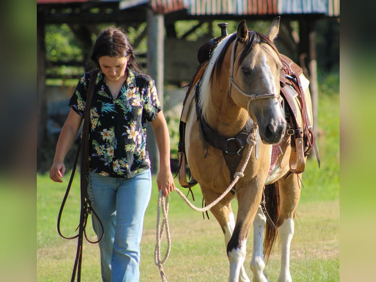 Paint Horse Castrone 12 Anni 147 cm Pelle di daino in Willis Point TX