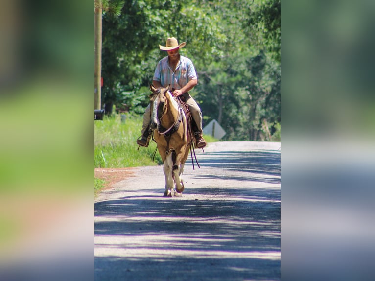 Paint Horse Castrone 12 Anni 147 cm Pelle di daino in Willis Point TX