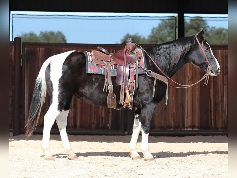 Paint Horse Castrone 12 Anni 150 cm Morello in Lipan TX