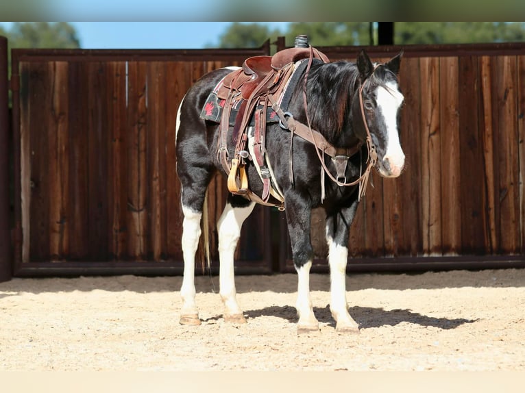 Paint Horse Castrone 12 Anni 150 cm Morello in Lipan TX