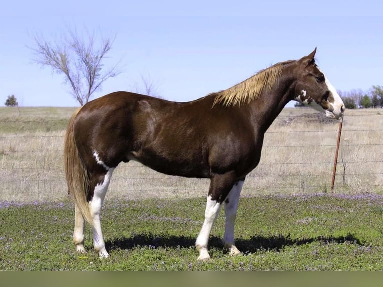 Paint Horse Castrone 12 Anni 150 cm Sauro scuro in Stillwater OK