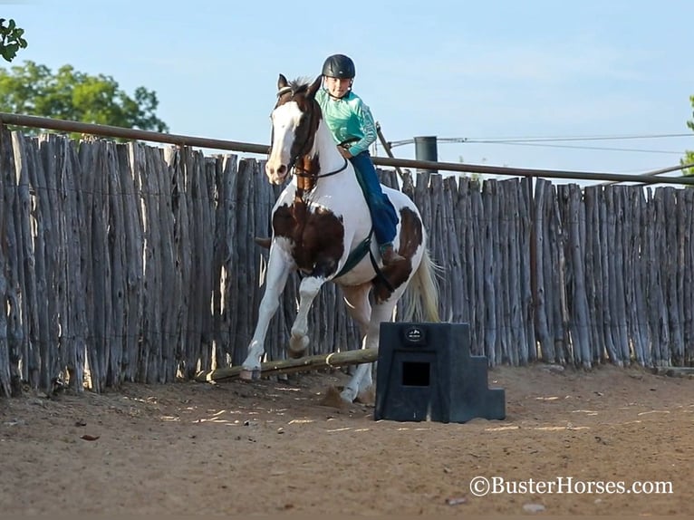 Paint Horse Castrone 12 Anni 152 cm Baio ciliegia in WEATHERFORD, TX