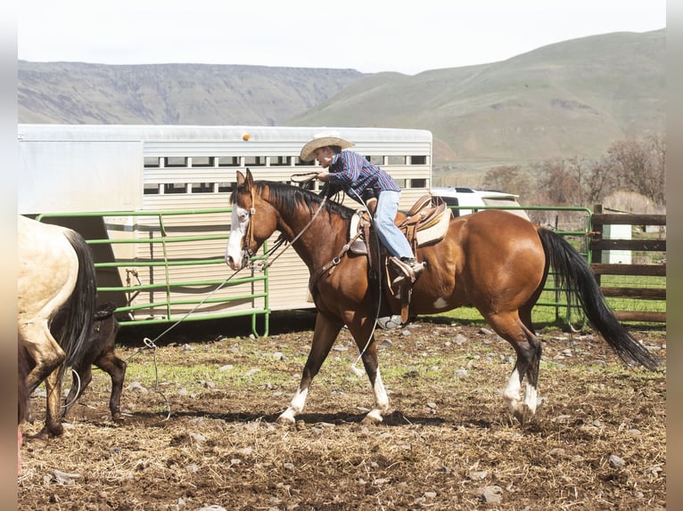 Paint Horse Castrone 12 Anni 152 cm Baio ciliegia in Caldwell