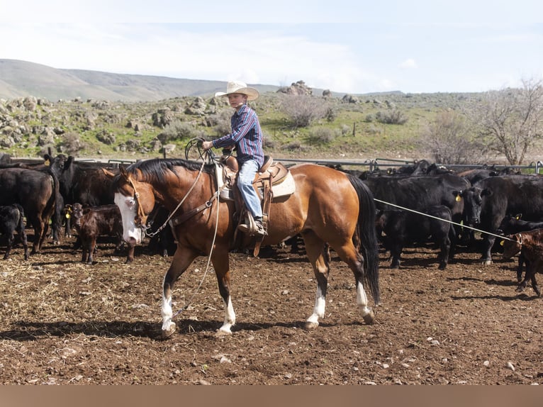 Paint Horse Castrone 12 Anni 152 cm Baio ciliegia in Caldwell