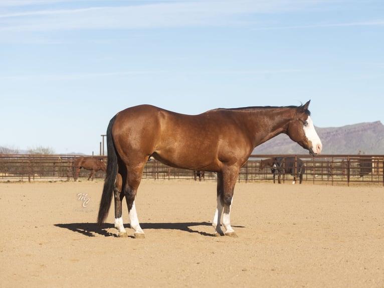 Paint Horse Castrone 12 Anni 152 cm Baio ciliegia in Caldwell