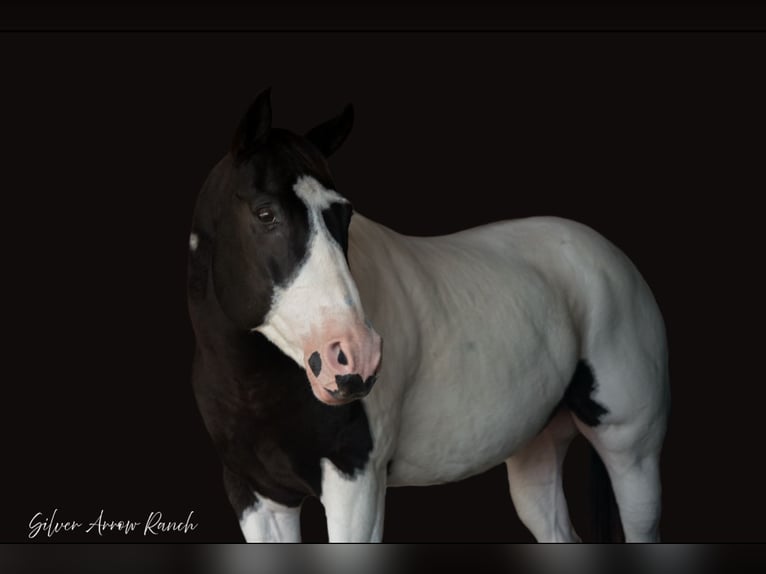 Paint Horse Castrone 12 Anni 152 cm in Ocala