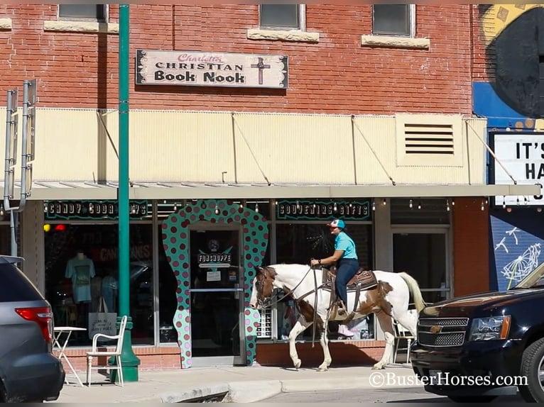 Paint Horse Castrone 12 Anni 152 cm in WEATHERFORD, TX