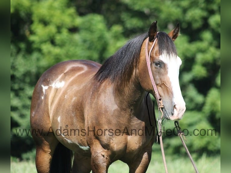 Paint Horse Castrone 12 Anni 155 cm Pelle di daino in Mount Vernon