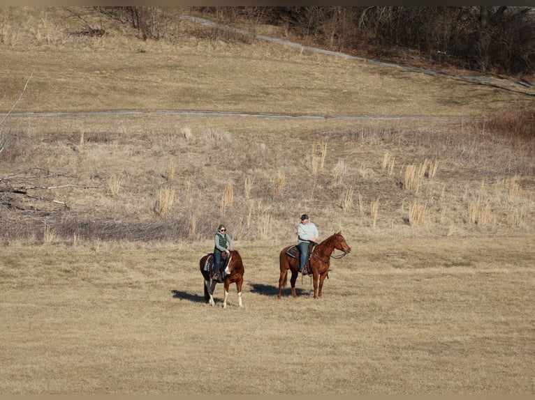 Paint Horse Castrone 12 Anni 157 cm Tobiano-tutti i colori in Westminster, MD