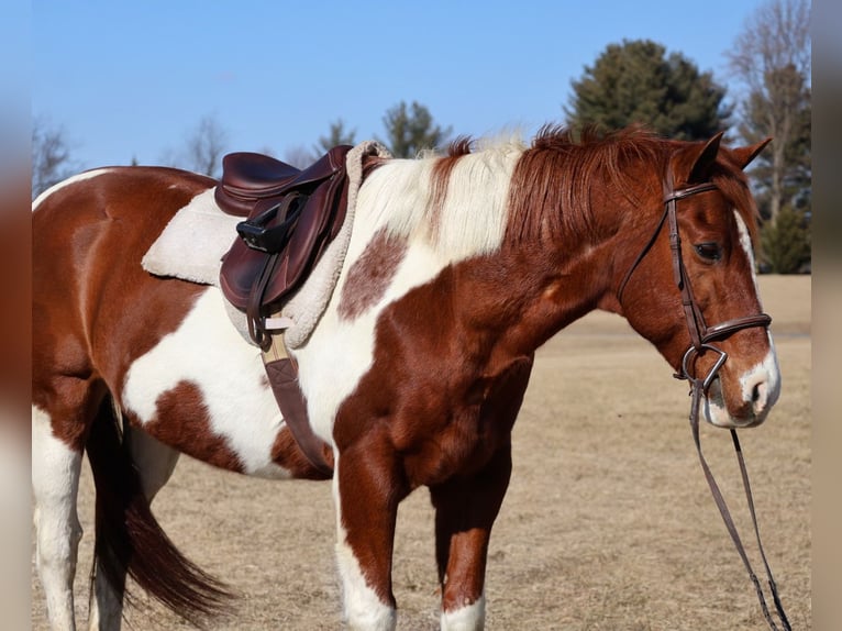 Paint Horse Castrone 12 Anni 157 cm Tobiano-tutti i colori in Westminster, MD