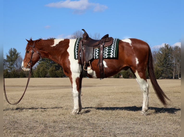 Paint Horse Castrone 12 Anni 157 cm Tobiano-tutti i colori in Westminster, MD