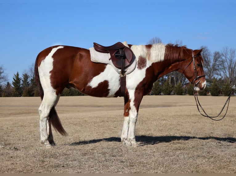 Paint Horse Castrone 12 Anni 157 cm Tobiano-tutti i colori in Westminster, MD