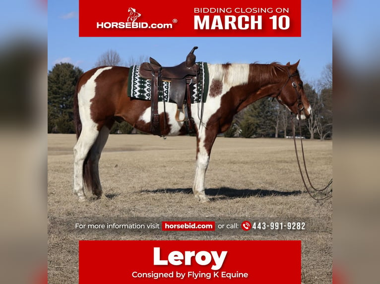 Paint Horse Castrone 12 Anni 157 cm Tobiano-tutti i colori in Westminster, MD