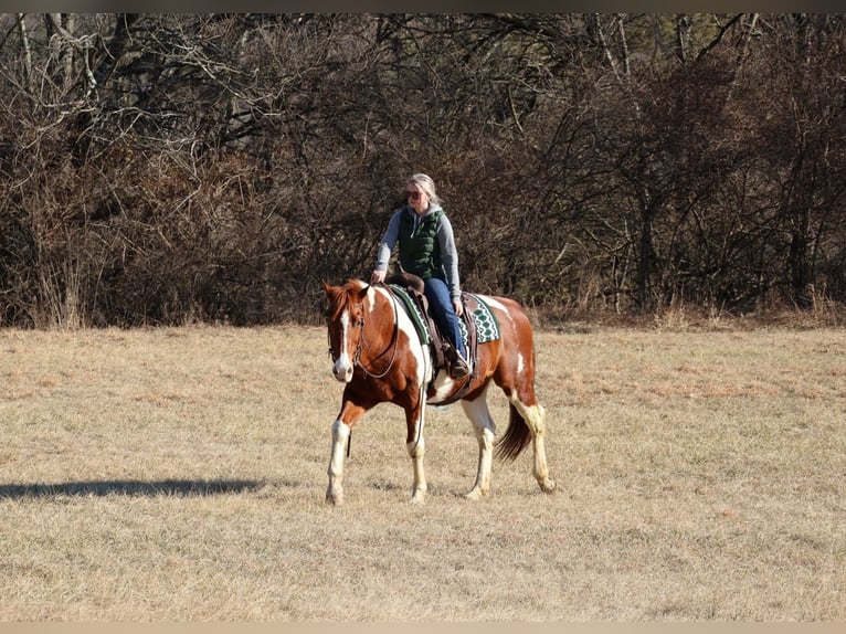 Paint Horse Castrone 12 Anni 157 cm Tobiano-tutti i colori in Westminster, MD