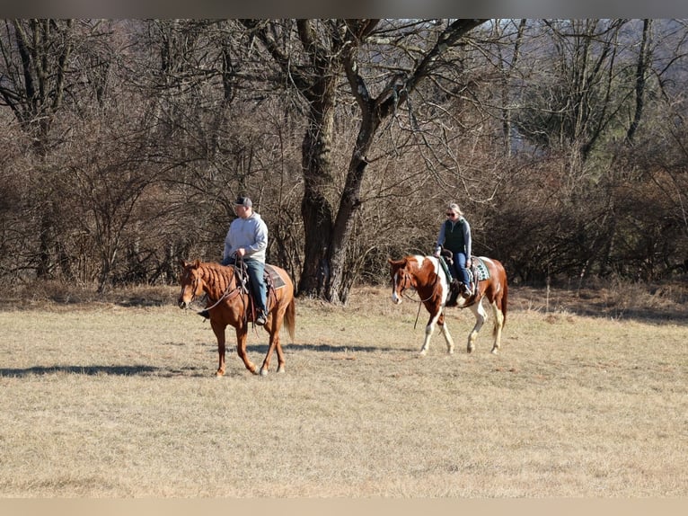 Paint Horse Castrone 12 Anni 157 cm Tobiano-tutti i colori in Westminster, MD