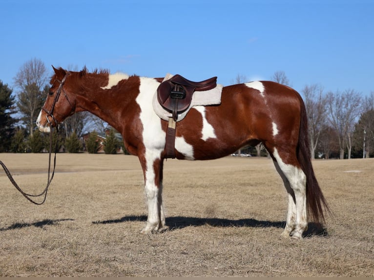 Paint Horse Castrone 12 Anni 157 cm Tobiano-tutti i colori in Westminster, MD