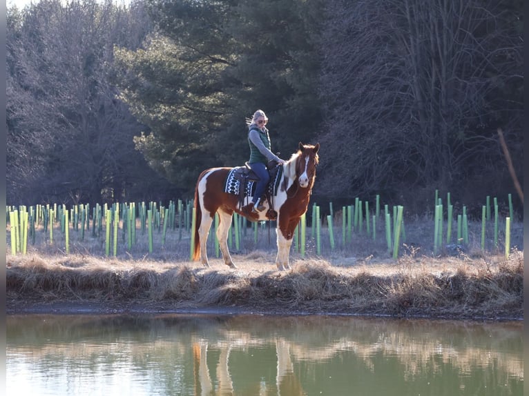 Paint Horse Castrone 12 Anni 157 cm Tobiano-tutti i colori in Westminster, MD