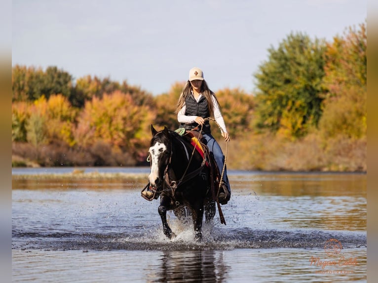 Paint Horse Castrone 13 Anni 145 cm Morello in Caldwell Paint Horse Castrone 13 Anni 145 cm Morello in Caldwell