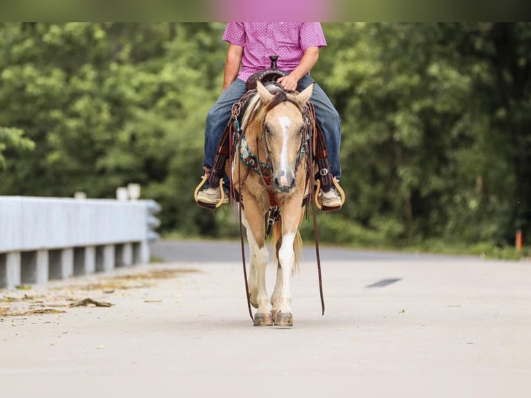 Paint Horse Castrone 13 Anni 147 cm Pelle di daino in Santa Fe