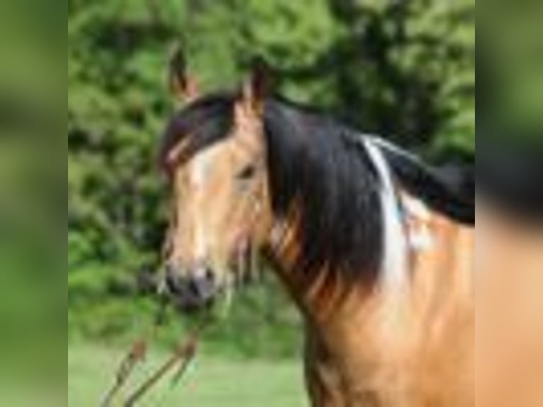 Paint Horse Castrone 13 Anni 150 cm Pelle di daino in Mount Vernon, KY