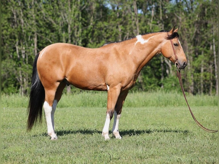 Paint Horse Castrone 13 Anni 150 cm Pelle di daino in Mount Vernon, KY