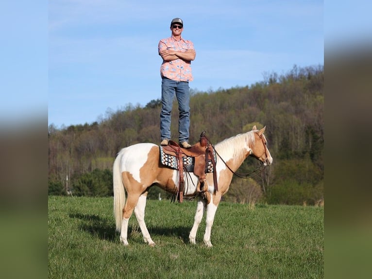 Paint Horse Castrone 13 Anni 152 cm Palomino in Brodhead KY