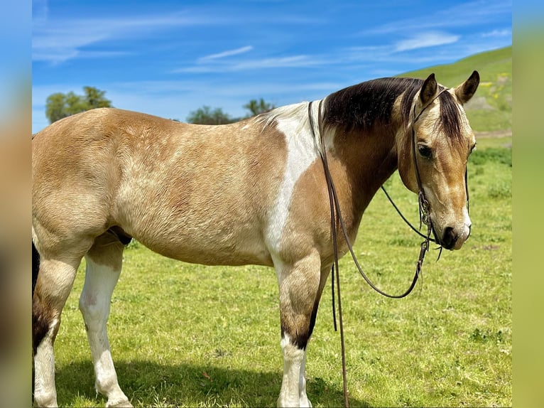 Paint Horse Castrone 13 Anni 152 cm Pelle di daino in Bitterwater CA