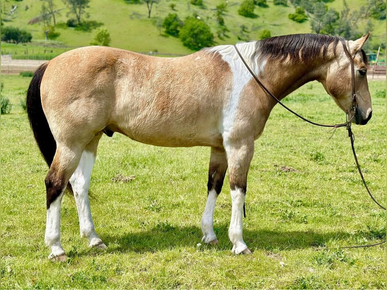 Paint Horse Castrone 13 Anni 152 cm Pelle di daino in Bitterwater CA