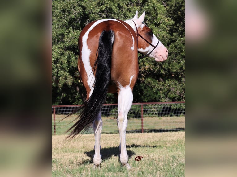 Paint Horse Castrone 13 Anni 152 cm Tobiano-tutti i colori in Jacksboro TX