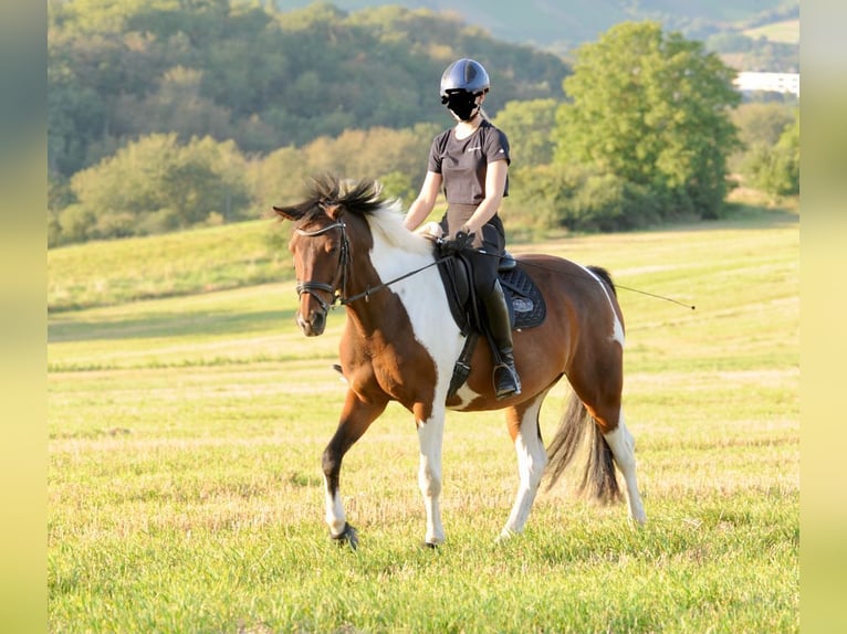 Paint Horse Mix Castrone 13 Anni 155 cm Pezzato in TrierTrier