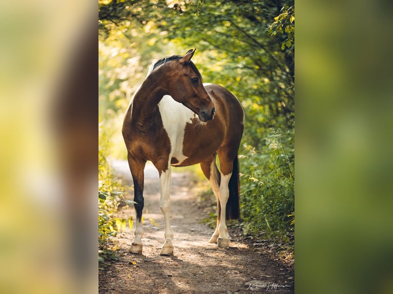 Paint Horse Mix Castrone 13 Anni 155 cm Pezzato in TrierTrier