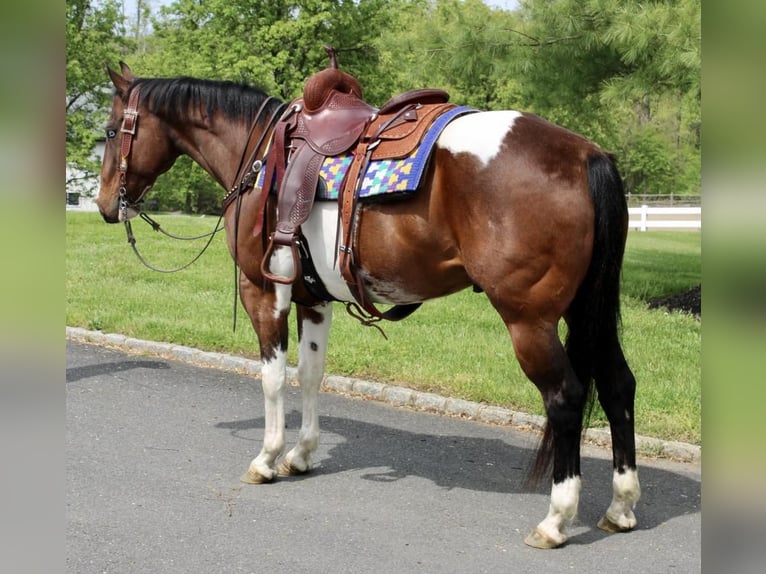 Paint Horse Castrone 13 Anni 163 cm in Allentown, NJ