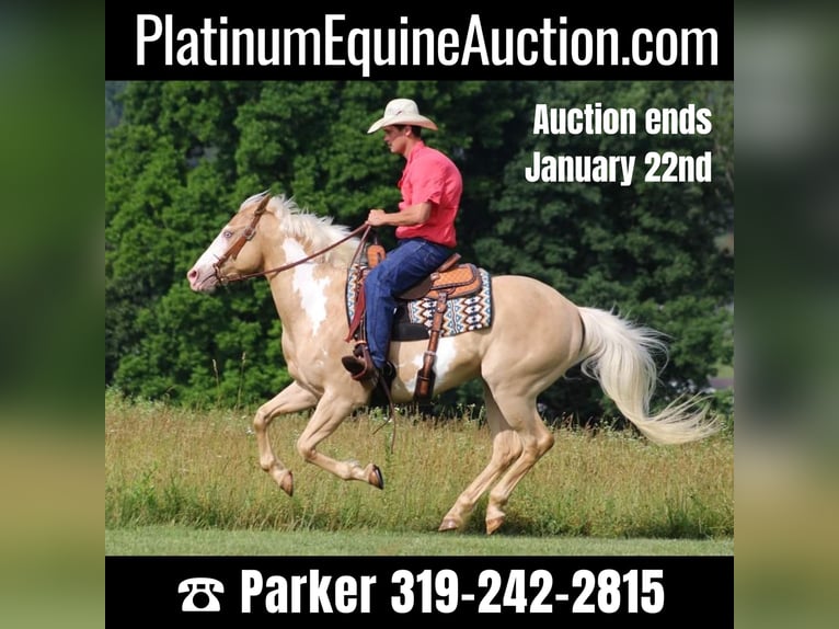 Paint Horse Castrone 13 Anni Palomino in Brodhead KY