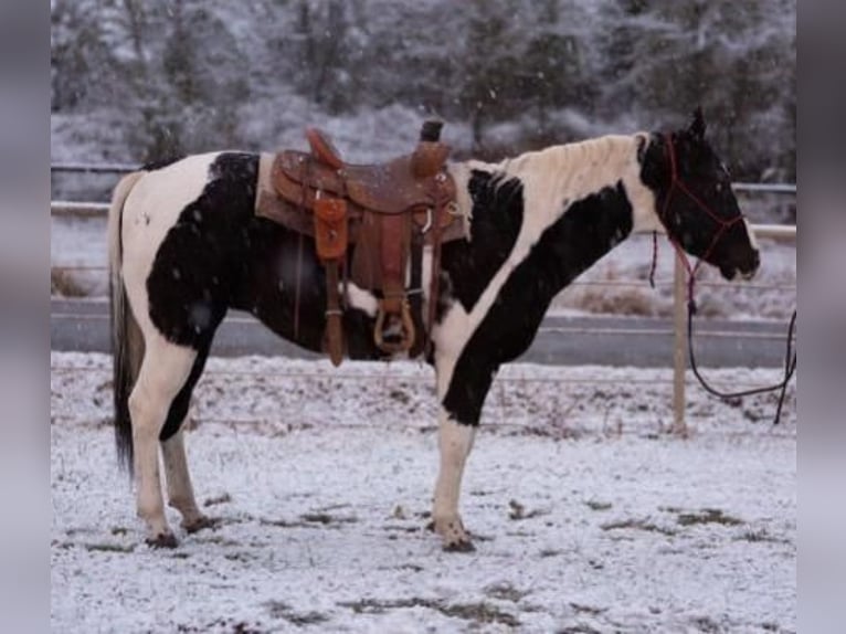 Paint Horse Castrone 13 Anni in Watson, OK