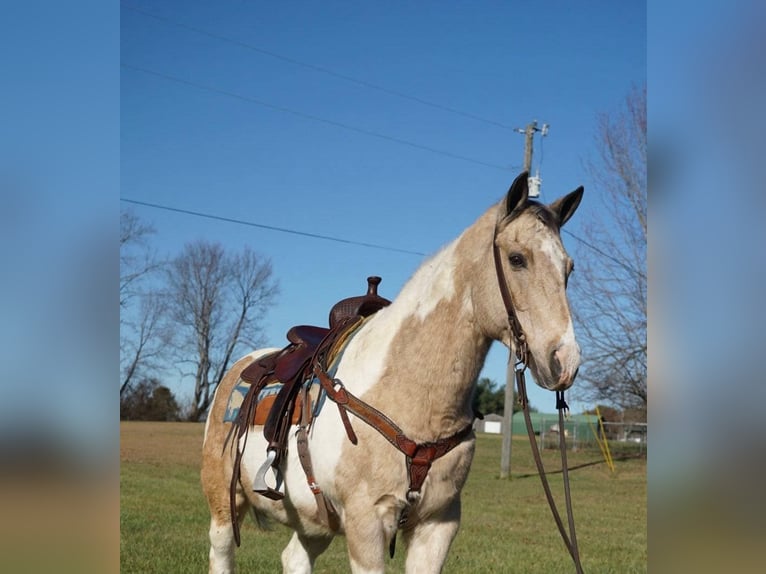 Paint Horse Castrone 14 Anni 150 cm Pelle di daino in Rineyville Ky