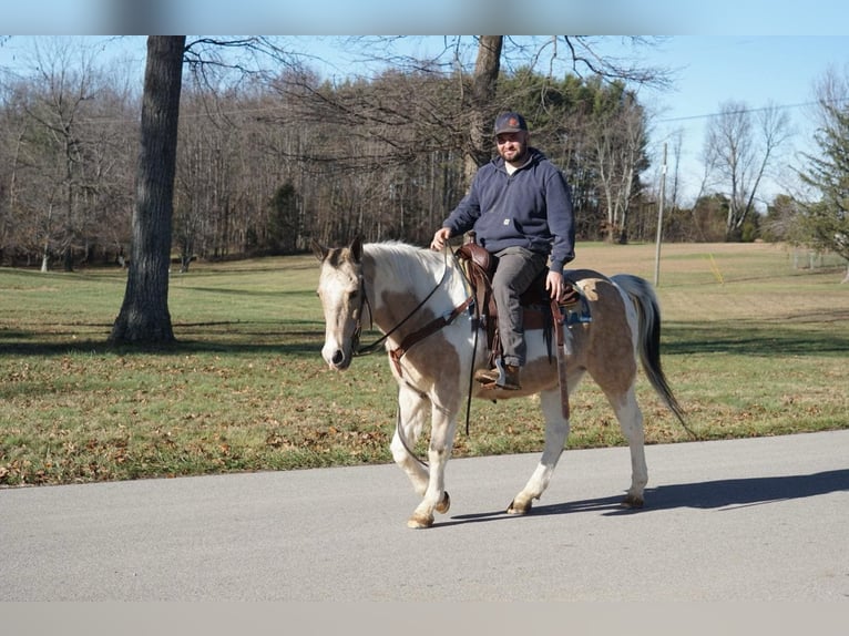 Paint Horse Castrone 14 Anni 150 cm Pelle di daino in Rineyville Ky