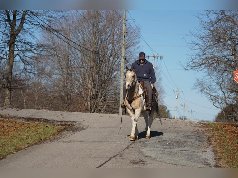 Paint Horse Castrone 14 Anni 150 cm Pelle di daino in Rineyville Ky