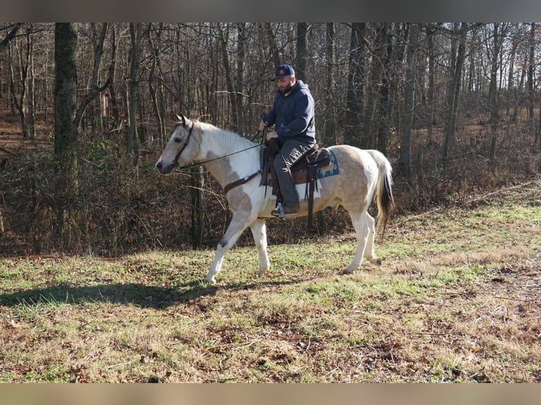 Paint Horse Castrone 14 Anni 150 cm Pelle di daino in Rineyville Ky