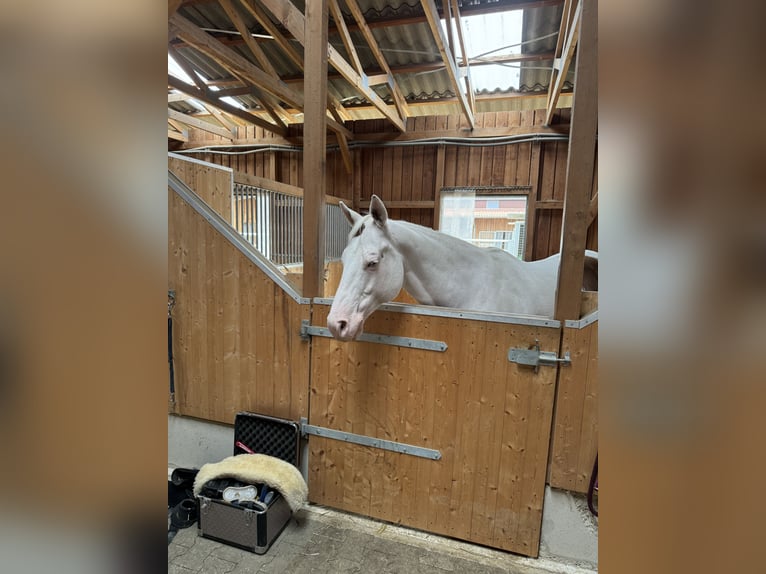 Paint Horse Castrone 14 Anni 151 cm Bianco in Mönchengladbach