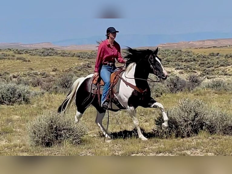 Paint Horse Castrone 14 Anni 152 cm in Powell, WY