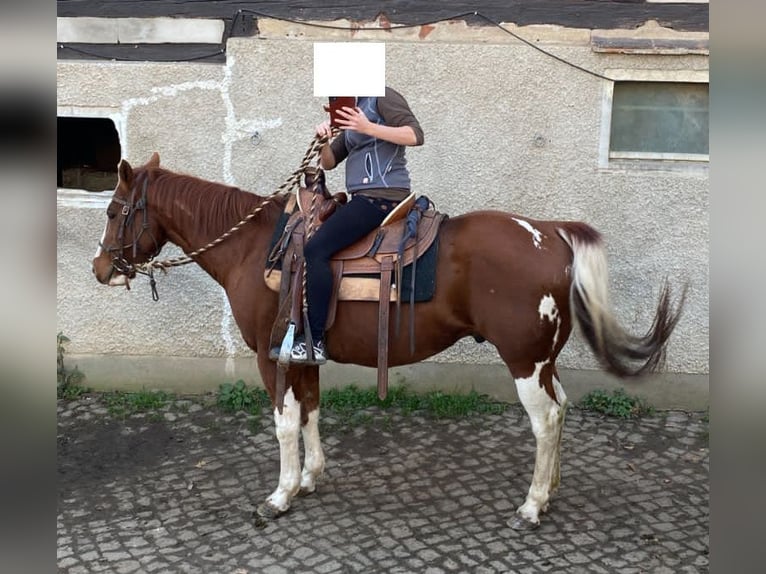 Paint Horse Castrone 14 Anni 154 cm Tobiano-tutti i colori in Mohorn