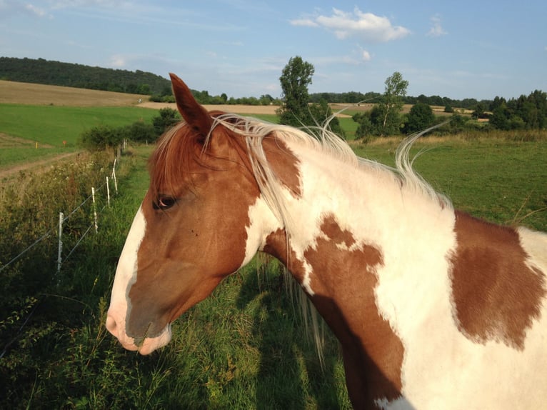 Paint Horse Castrone 14 Anni 155 cm Tobiano-tutti i colori in Steinau an der Straße