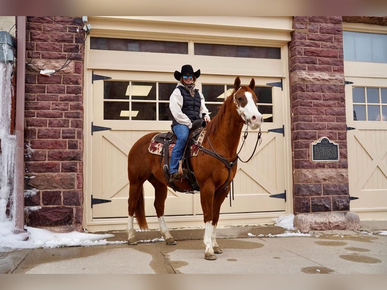 Paint Horse Castrone 14 Anni in Valley Springs, SD