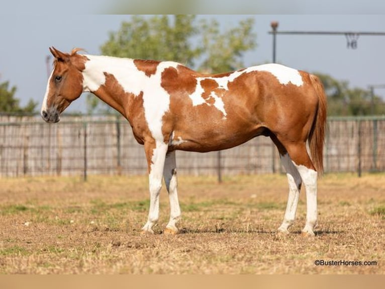 Paint Horse Castrone 14 Anni Sauro ciliegia in Weatherford, TX