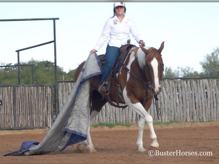 Paint Horse Castrone 14 Anni Sauro ciliegia in Weatherford, TX