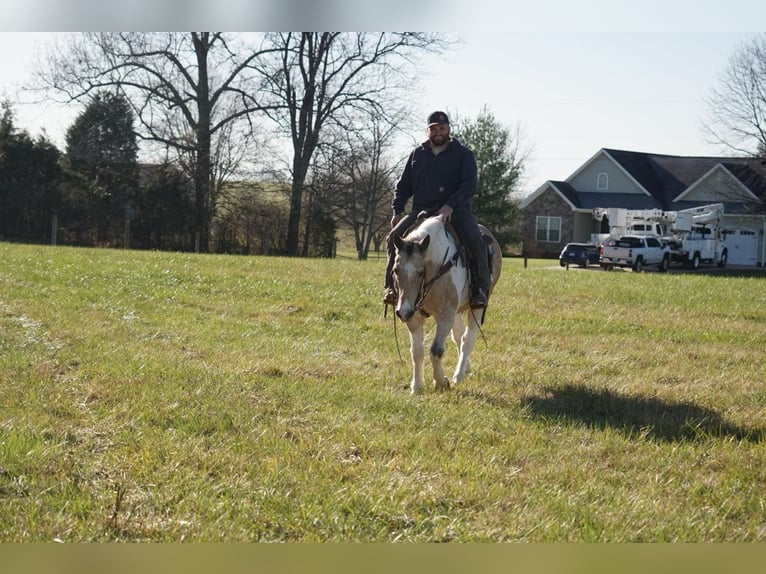 Paint Horse Castrone 15 Anni 150 cm Pelle di daino in Rineyville Ky